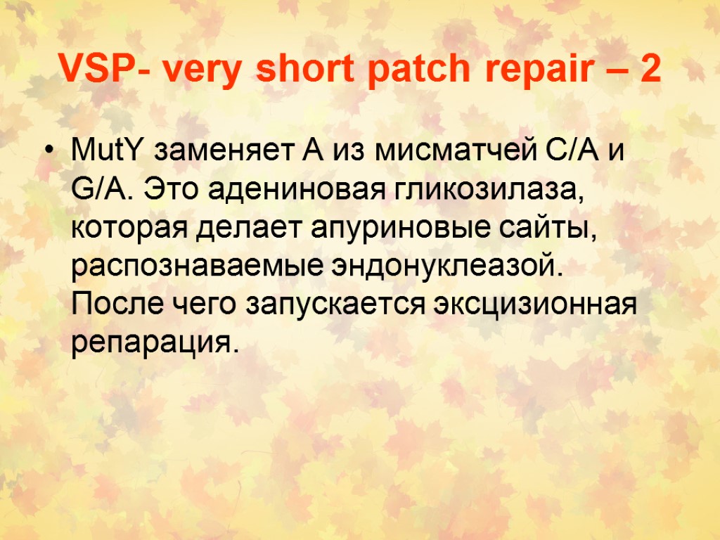 VSP- very short patch repair – 2 MutY заменяет А из мисматчей C/A и